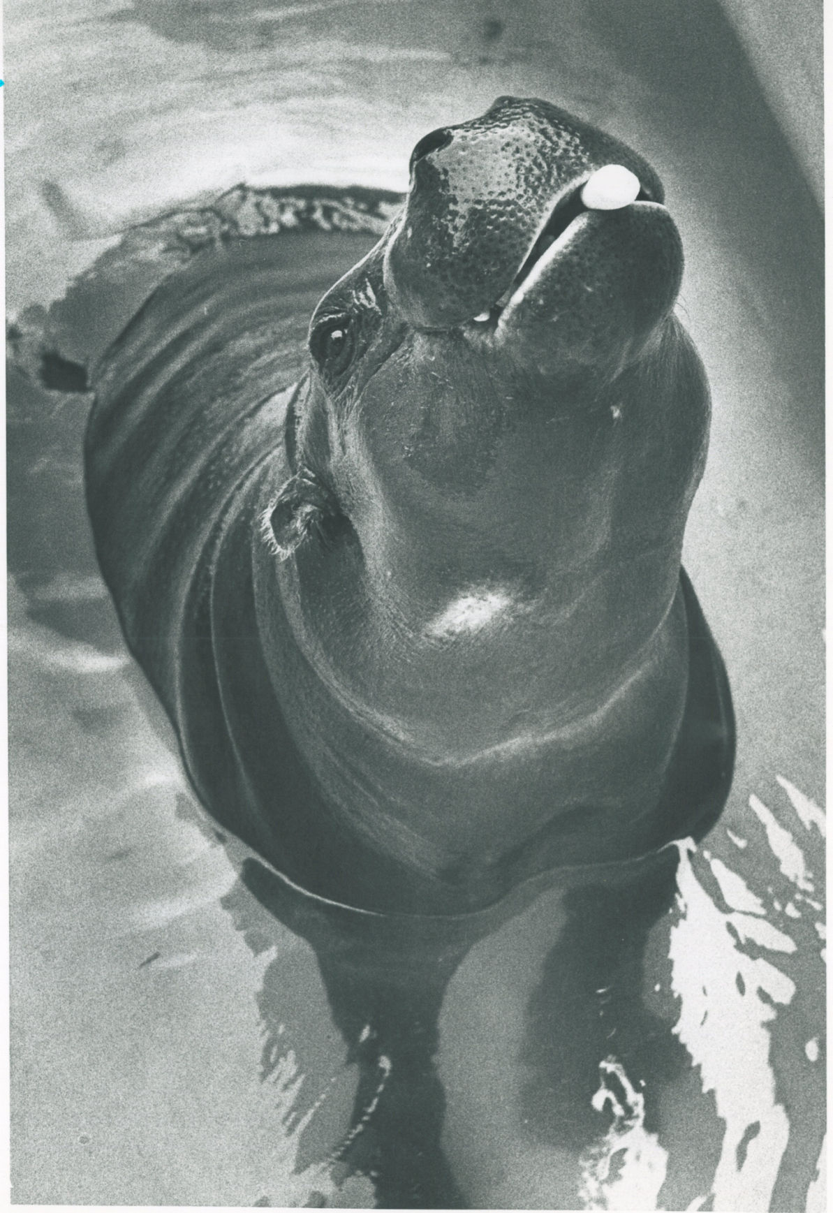 Lincoln Children's Zoo 50th Anniversary